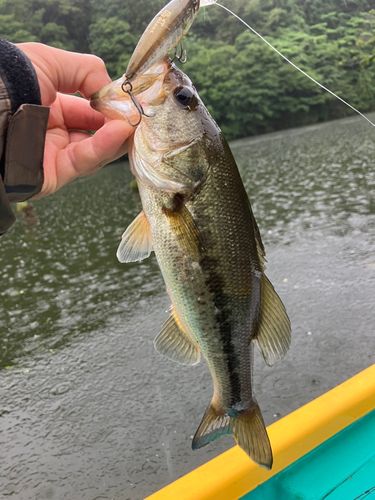 ラージマウスバスの釣果