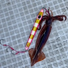 スルメイカの釣果