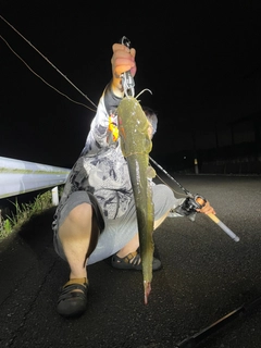 ナマズの釣果