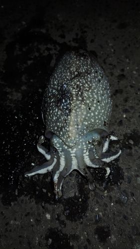 シリヤケイカの釣果