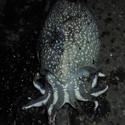 シリヤケイカ