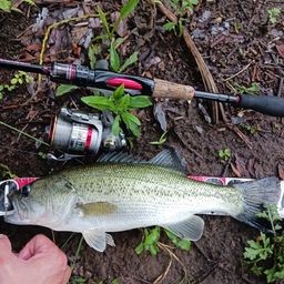 ラージマウスバス