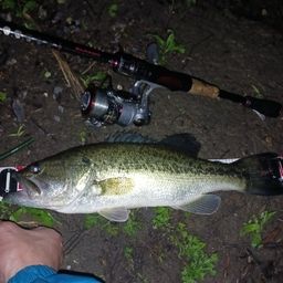 ラージマウスバス