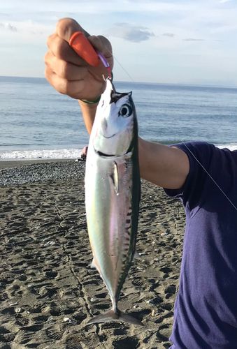 ソウダガツオの釣果