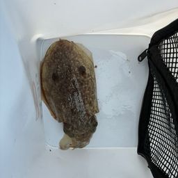 コウイカ