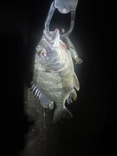 キビレの釣果