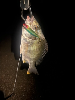キビレの釣果