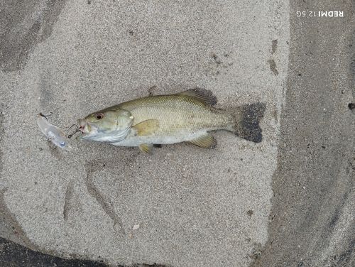 スモールマウスバスの釣果