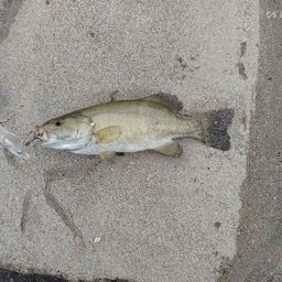 スモールマウスバス