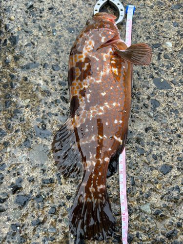 キジハタの釣果