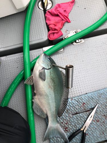 オナガグレの釣果