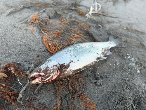 サクラマスの釣果
