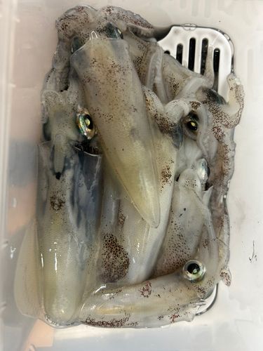 ヒイカの釣果