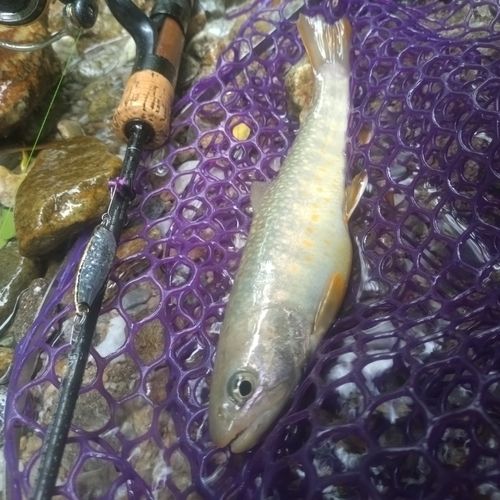 イワナの釣果
