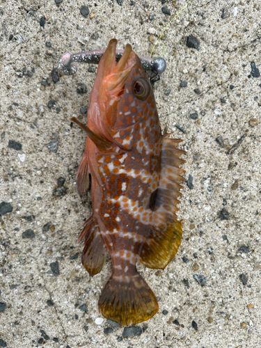 キジハタの釣果