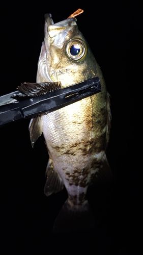 アオメバルの釣果