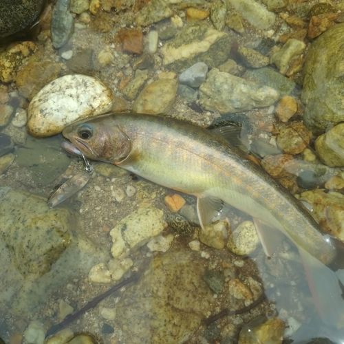イワナの釣果