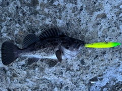 クロソイの釣果