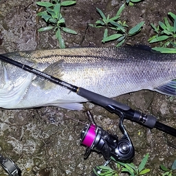 Amazon | SHIMANO(シマノ) FH-M8000 クイッククミ 168mm