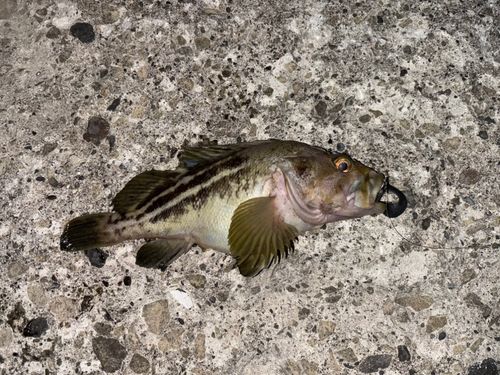 シマソイの釣果
