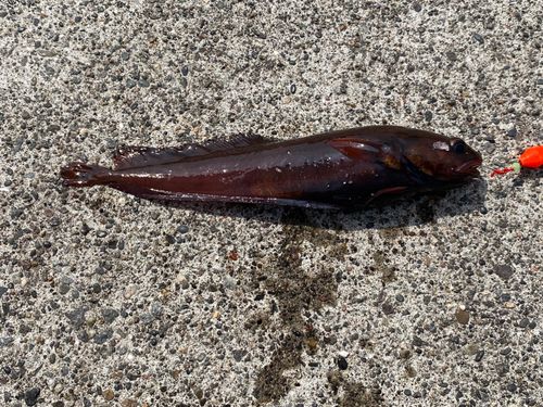 エゾイソアイナメの釣果