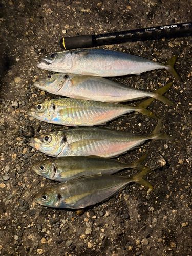 アジの釣果