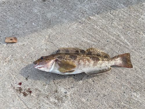 アイナメの釣果