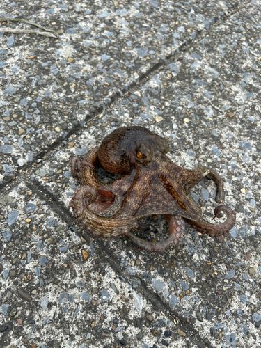タコの釣果