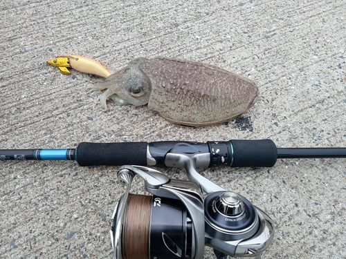 コウイカの釣果