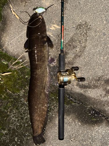 ナマズの釣果