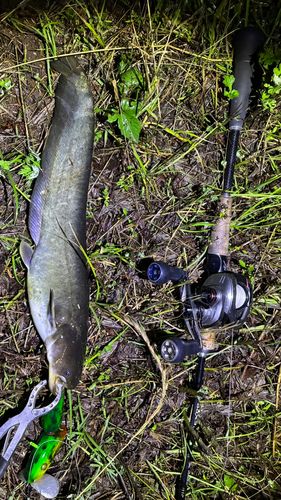 マナマズの釣果