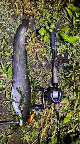 マナマズの釣果