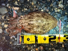 モンゴウイカの釣果