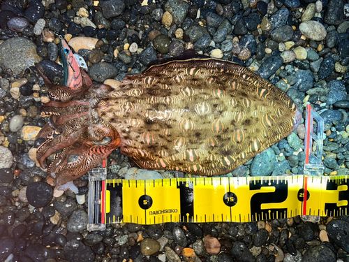 モンゴウイカの釣果