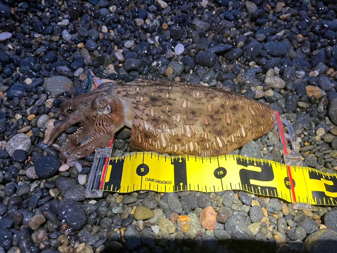 モンゴウイカ