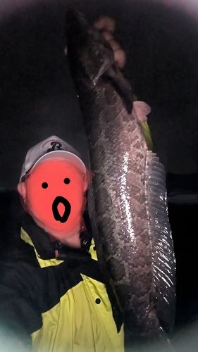 ライギョの釣果