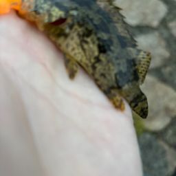 タケノコメバル