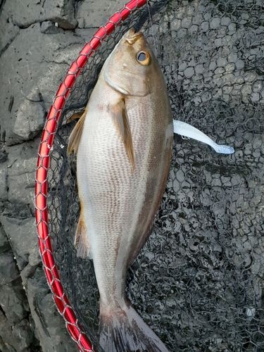イサキの釣果