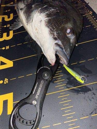 チヌの釣果
