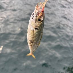アジ