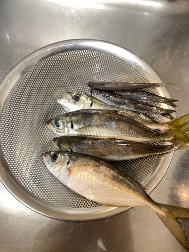 アジの釣果