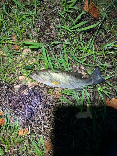 ラージマウスバスの釣果