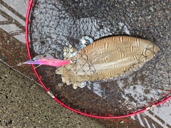 モンゴウイカの釣果