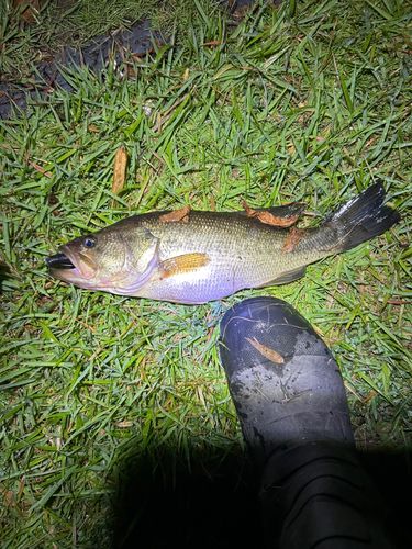 ラージマウスバスの釣果
