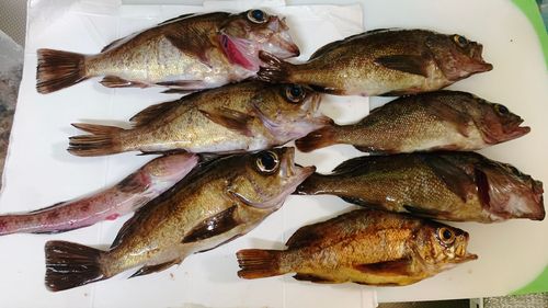 ムラソイの釣果