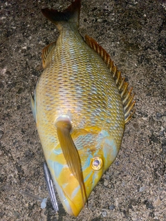 タマンの釣果
