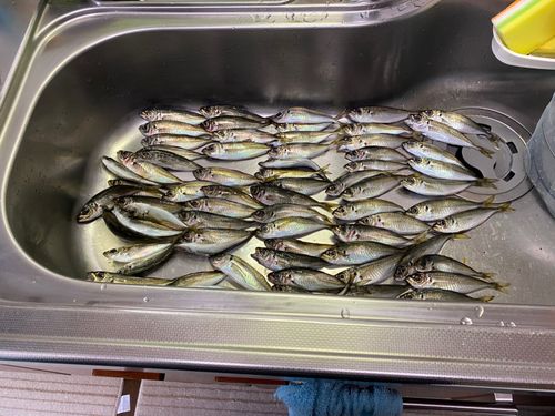 アジの釣果