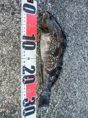 アイナメの釣果