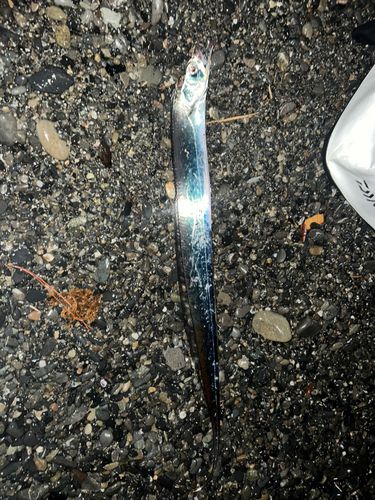 タチウオの釣果