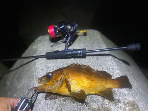 アカメバルの釣果